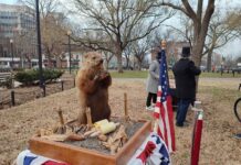 La marmota de Washington trae malos augurios para Biden: más bloqueo político La marmota