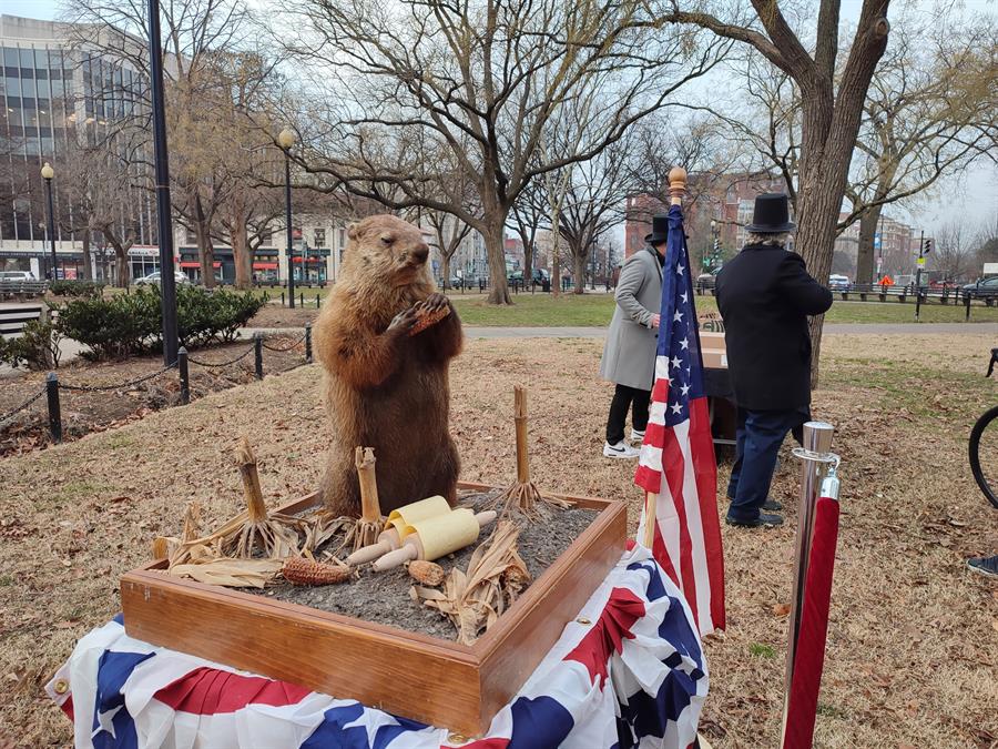 La marmota de Washington trae malos augurios para Biden (3) La marmota