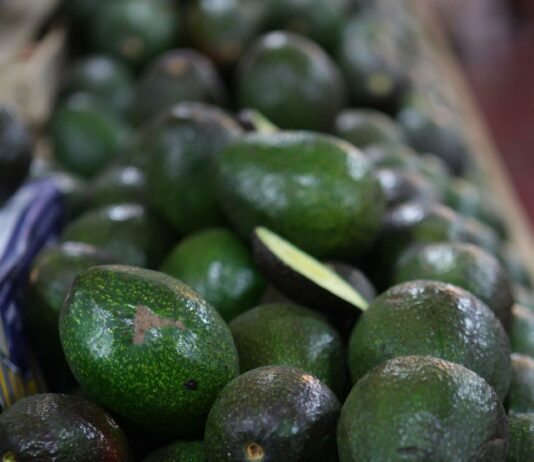 Estado mexicano de Michoacán no podrá enviar aguacates a Estados Unidos aguacates