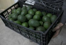 aguacates en México