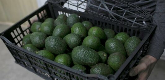 aguacates en México