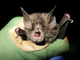 Redescubren una especie de murciélago "perdida" desde hace 40 años murciélago