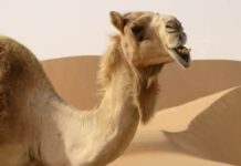 Un camello suelto mata a dos personas y ataca a los alguaciles en Tennessee camello