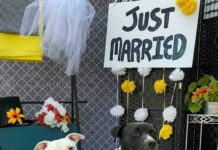 Una boda masiva de perros aspira a entrar en el Libro Guinness Una boda masiva de perros (2)
