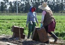 trabajadores