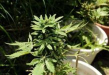 Nueva York lanza campaña informativa sobre uso recreativo de la marihuana marihuana