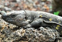 Hombre de California es acusado de contrabandear más de 1.700 reptiles a EEUU lagartos