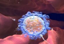 Científicos de Florida crean chip para separar los espermatozoides "buenos" Fertilización