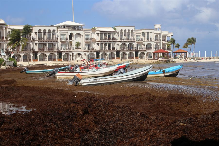 Quintana Roo registra primeros recales masivos de sargazo sargazo