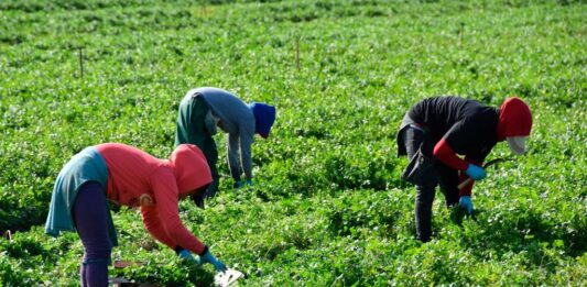 Trabajadores agricolas