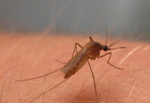 mosquito