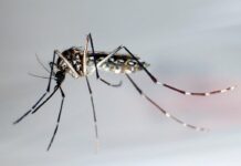 Una pequeña mutación puede hacer al virus del zika más peligroso zika
