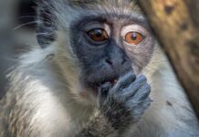 Comité médico acusa a la empresa de Musk Neuralink de maltrato animal tras muerte de monos