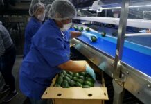 México vuelve a comerciar aguacate a Costa Rica tras una pausa de siete años aguacate