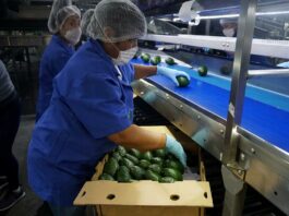 México vuelve a comerciar aguacate a Costa Rica tras una pausa de siete años aguacate