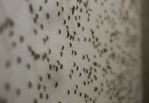 dengue
