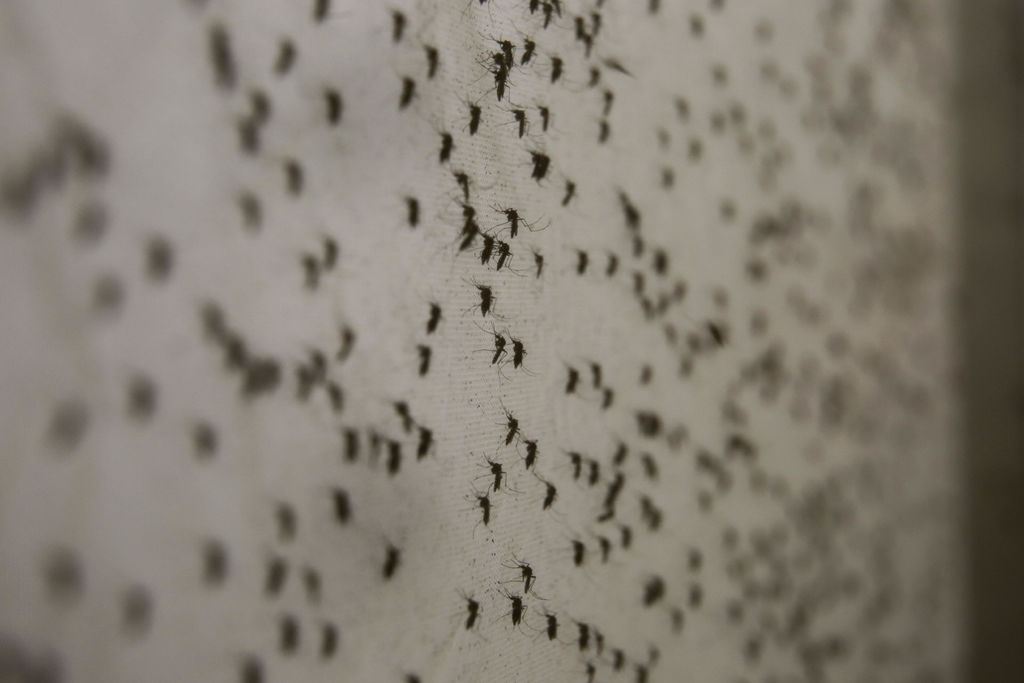 Los virus del dengue dengue