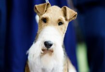 adopción de mascotas