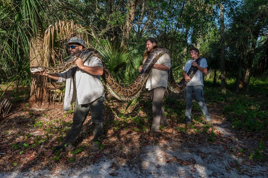 capturan pit&ograve;n en Florida