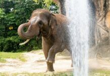 elefante Ongard