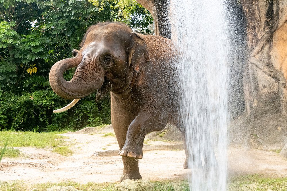 elefante Ongard elefante Ongard