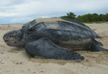tortugas en alta mar