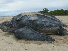 Lanzan sistema de drones para rastrear a tortugas en alta mar en Florida tortugas en alta mar