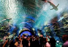 Acuario Nueva York reabre a plena capacidad por primera vez en una década El popular acuario de Nueva York ha abierto hoy a plena capacidad, por primera vez en diez años desde la devastación del huracán Sandy, tras ser restaurado, para dar acceso al público a todas sus exhibiciones.
