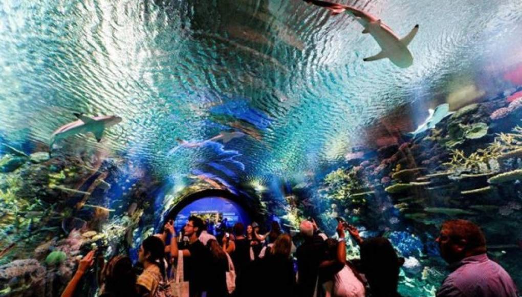 Acuario de NY El popular acuario de Nueva York ha abierto hoy a plena capacidad, por primera vez en diez años desde la devastación del huracán Sandy, tras ser restaurado, para dar acceso al público a todas sus exhibiciones.
