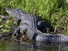 Muere una mujer en Florida al caer a un estanque con caimanes Una mujer de edad avanzada murió al caer a un estanque con caimanes en un incidente ocurrido en un campo de golf de Englewood, localidad de la costa suroeste del estado de Florida (EE.UU.), según recogen este sábado medios locales.
