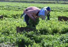 El Departamento de Trabajo de Nueva York finaliza las regulaciones para trabajadores agrícolas Campesinos