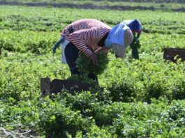 Campesinos