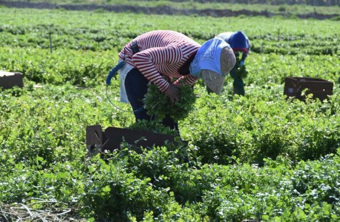 Campesinos