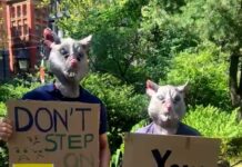 Aprueban proyecto para combatir las ratas en Nueva York