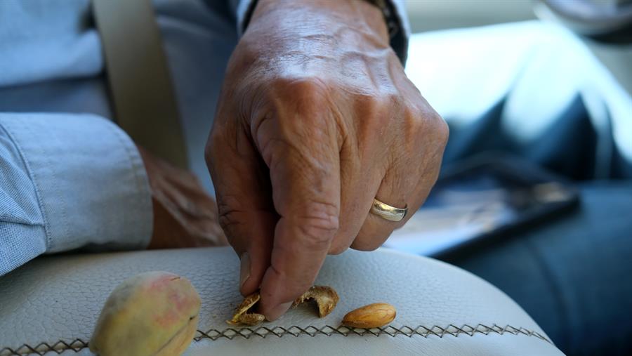 Detalle de la mano del empresario agr&iacute;cola Joe del Bosque mientras abre una muestra de su cosecha de almendras a bordo de su furgoneta camino a sus plantaciones de almendros, el 14 de julio de 2022, cerca de la localidad de Los Ba&ntilde;os en el Valle central de California (EE.UU.). 