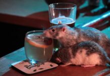 Nueva York vende camisetas que proclaman "las ratas no gobiernan la ciudad" ratas