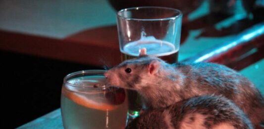 ratas