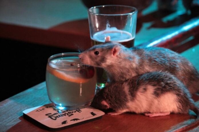 ratas