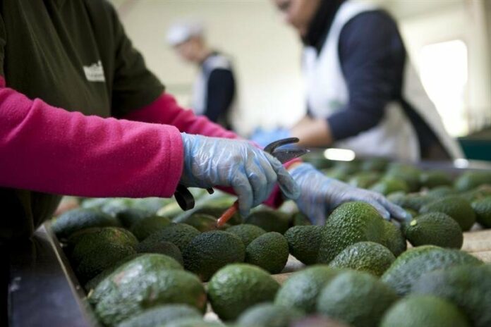 aguacate del estado mexicano de Jalisco aguacate