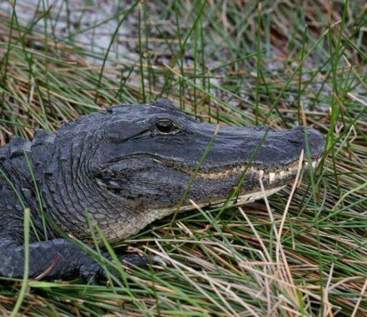 caiman