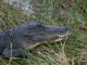 caiman