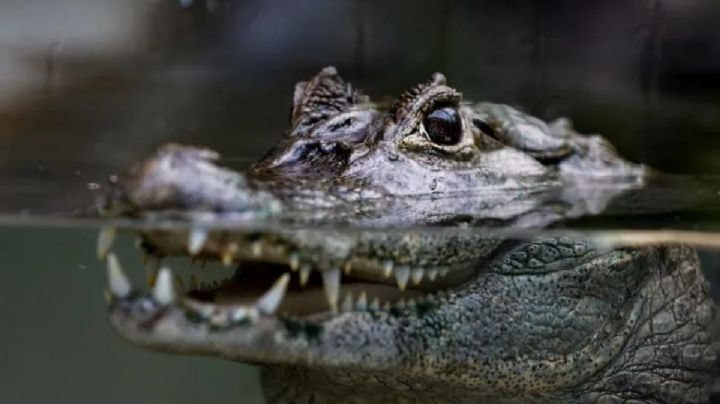 caimanes caimanes