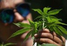 cannabis