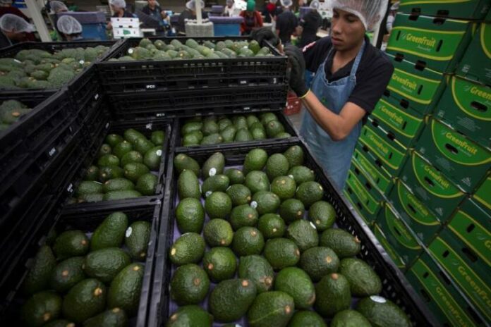aguacate
