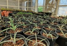 agave