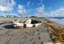 Un grupo formado por nueve de migrantes cubanos llegó este sábado a bordo de una pequeña embarcación de madera a las playas de Isla Júpiter, pequeña localidad ubicada en Martin County (Condado de Martín), en el estado estadounidense de Florida, informaron las autoridades locales.