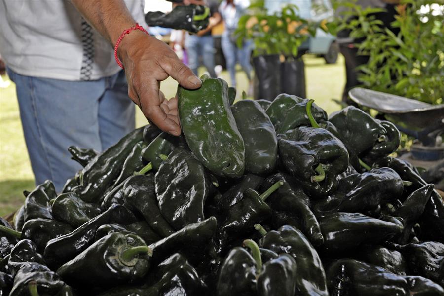 chile en nogada mexicano