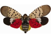 mosca con manchas