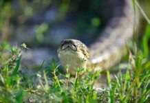 Comienza la ofensiva anual contra las pitones birmanas del sur de Florida pitón en Florida