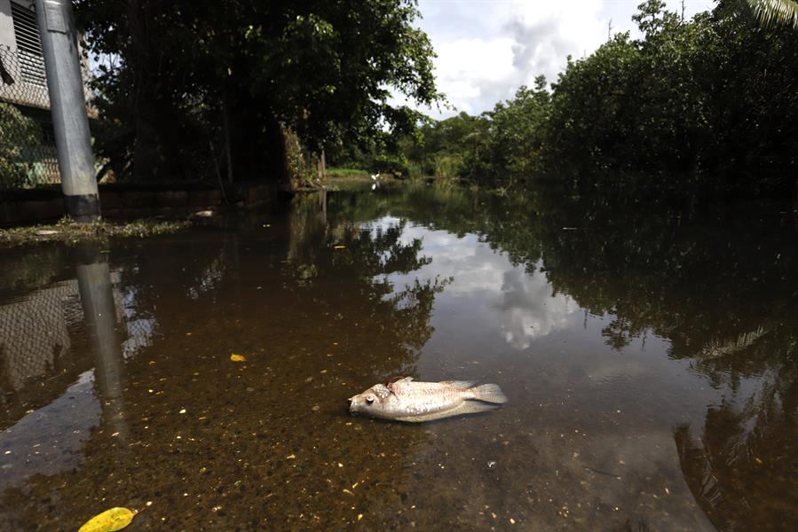 varios peces muertos mientras flotan en agua acumulada en una calle tras el paso del huracán Fiona (3)